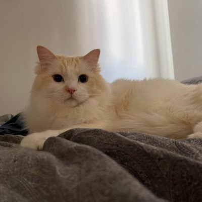 EasyYogo's profile picture. Cat people, food, travelling, cser