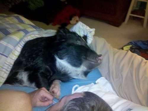 wilburporkchop's profile picture. Just a PIGGIE living the high life. Yes I am a pig and I am on Facebook! KuneKune's rule!