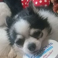 んげんに (@_v_w_x_y_z_a_) 's Twitter Profile