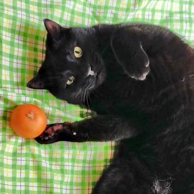 ネコソノタ【がん脳転移 頑張って治します!🙆】さんのプロフィール画像