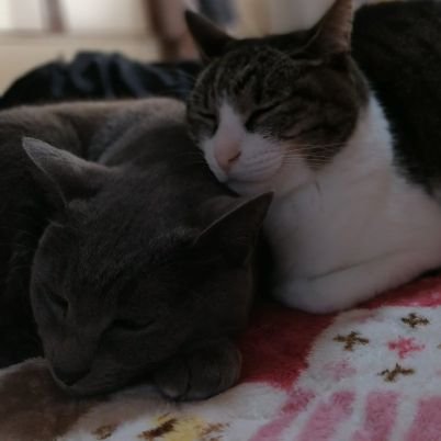 ねこずき🐾西武L🐾サカナクション
5地域 36坪UA値0.31(内窓つけて0.29?) C値0.46(完成時)付加断熱
階間エアコン 外構DIY中
イチジク栽培始めました 第2種電気工事士合格!