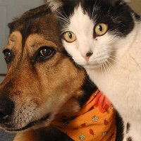 Cat & Dog Home Lover(@Laxmipr35059303) 's Twitter Profile Photo