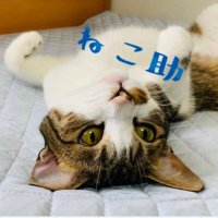 ねこ助^. ̫.^ (@subaccount_03) 's Twitter Profile
