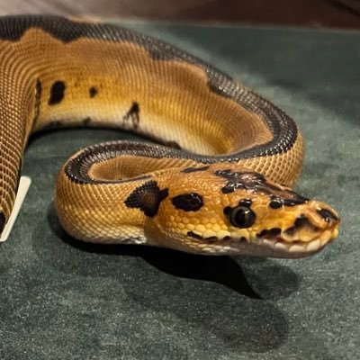 アクア歴は20年以上🐟爬虫類はフトアゴの飼育歴のみ🦎遂にボールパイソンとの生活が始まりました🐍