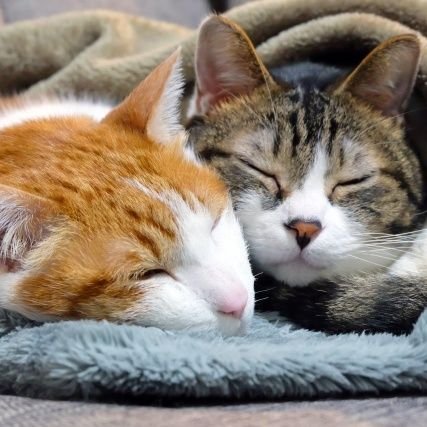 4XnqZwFPX1oCp32's profile picture. 猫に癒されてます❤️