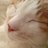 コーデックス江ツコPlatinum®©のTwitterプロフィール画像