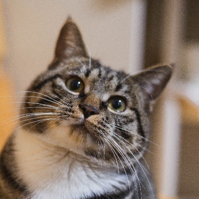 ZAVEDcsx's profile picture. HELLO WORLD!!! not a bot, I swear.