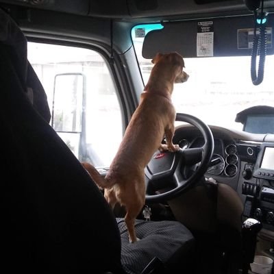 Game1Bingo's profile picture. We the People/#MAGA  (No DMs)