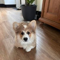 corgilover(@corgilover0) 's Twitter Profile Photo