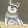 hiro_ohku's profile picture. Hikaru〈Miniature Schnauzer〉