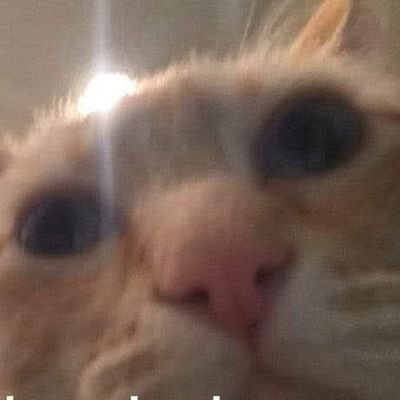 Alen_Hungry's profile picture. Secondary account where I follow account that I would never follow on my main account :p