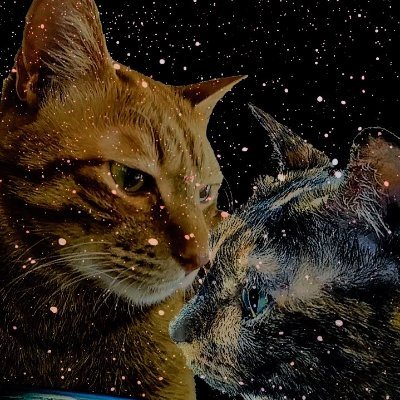 #neko #猫 #猫がいる生活 #猫のいる暮らし #猫のいる幸せ ＃ねこ #茶トラ猫 ＃さび猫 #サビ猫 #cat #CatsLover #CatsOnTwitter #CatsOfTwitter #Caturday #CatsofTwittter #animal