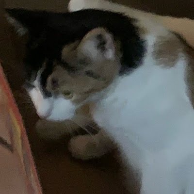 CookieBruhorso1's profile picture. 