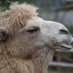 The Camel Fella ๐บ๐ฆ @0ldcamel .bsky.social (@0idcamel) Twitter profile photo The Camel Fella ๐บ๐ฆ @0ldcamel .bsky.social (@0idcamel) Twitter profile photo