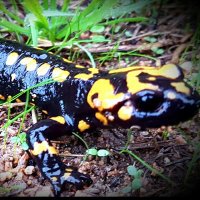 Leia 🦎 par ouï-dire (@larenza2a) 's Twitter Profile Photo Leia 🦎 par ouï-dire (@larenza2a) 's Twitter Profile Photo