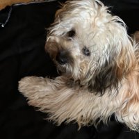 mein Billy 🐶 im Herzen ♥️ Sila an meiner Seite (@zettelfalter) Twitter profile photo