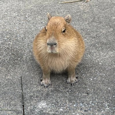 なんか禿げててかわいいやつ。