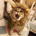 LEON@正鋳真優の忠犬くん【公認】 (@leo_n0122) Twitter profile photo LEON@正鋳真優の忠犬くん【公認】 (@leo_n0122) Twitter profile photo