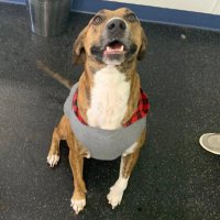 Sgt. Dale Derp 🐾 (@derpydogdale) 's Twitter Profile