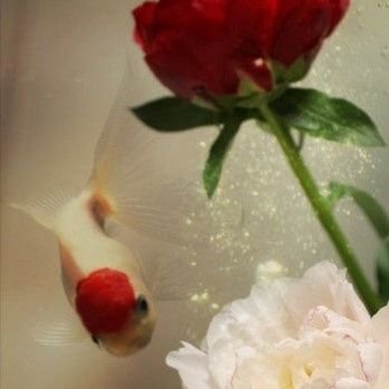 花庭さんのプロフィール画像