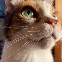 まゆ (@mayu_chami) 's Twitter Profile