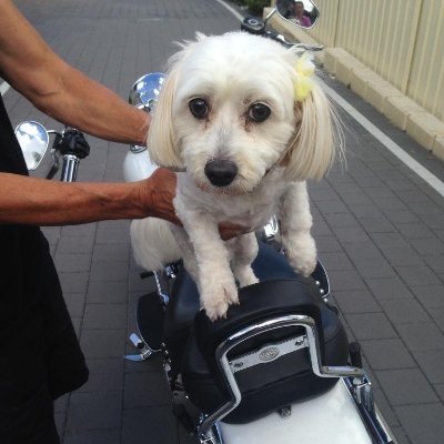 sport fan, west perth,hawthorn,baggy green lover,like a flutter,love my dog