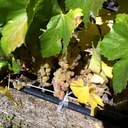 Kyeong-weon Kim - @Dennisfortune - Twitter