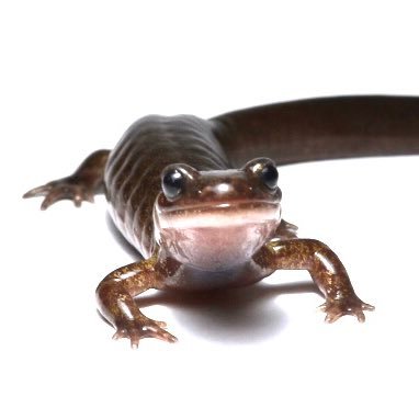 青森の生き物好き😎                                 観察・採集・飼育・撮影します🥰　　　　サンショウウオ・トンボ・ヘビLOVE😆　トンボ @Aeshna_k                                   北海道→青森