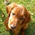 Frechdachs Casey 🐶😏 und 🐕 im ❤ (@caseykuschlmaus) Twitter profile photo Frechdachs Casey 🐶😏 und 🐕 im ❤ (@caseykuschlmaus) Twitter profile photo