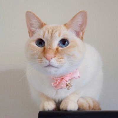 甘えん坊でおててもからだも長〜〜い笹かま猫の女の子、白玉ちゃん(8歳)です。#いい猫品評会 Long long framepoint “Sasakama” like cat Shiratama-chan. suzuri➡️ https://t.co/urqA623sJn