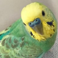 あき (@ncjnpv4thguyqhs) 's Twitter Profile