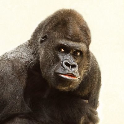 나무빵さんのプロフィール画像