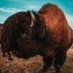 BisonMan (@bisonman416) Twitter profile photo BisonMan (@bisonman416) Twitter profile photo