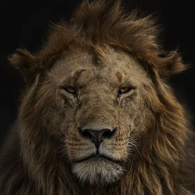 dogonbike's profile picture. 