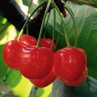 CCさくらんポン太🍒😵💫 (@sakura_mongai) 's Twitter Profile
