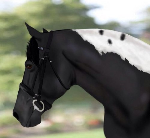 tjmulhollan's profile picture. Horseman