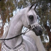 🇶🇦 ﮼بنت الآد مشرف 🌺 (@bntalladmeshref) 's Twitter Profile Photo 🇶🇦 ﮼بنت الآد مشرف 🌺 (@bntalladmeshref) 's Twitter Profile Photo