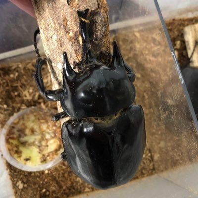 雑食垢、生き物多め。ソルリバ、ワンダー、ガンストやってました。ポストに投稿したダンゴムシの購入希望はDMでお気軽に聞いてください。