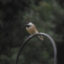 scott mealer - @mrpeanuttt - Twitter