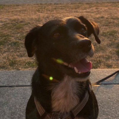 Yogi_the_doggo Profile Picture