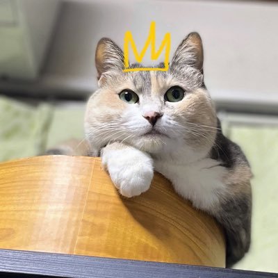 猫とロックが大好き /Club gnu👑🐃会員/FWAM🐺会員/アラフィフ/無言フォロー失礼します。お気軽にフォロー大歓迎/King Gnu戦歴22/11/20東京ドーム/23/6/3/4日産st/24/1/28東京ドーム/MWAM戦歴23/12/17たまアリ/24/2/1恵比寿L/24/5/14Z羽田