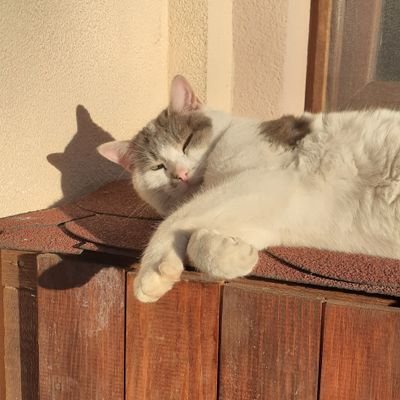 hijabi_sem's profile picture. 