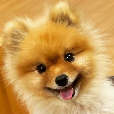 2019年12月12日生まれ ♂ポメラニアン 食いしん坊 犬も人も大好き ポメハゲ治療法模索中 無言フォロー大変失礼します #pomeranian #japan #ポメラニアン#ポメハゲ#alopeciaX #ポメハゲの集い