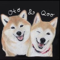 柴犬 空(くう)老犬介護＆音(おと)(@Shelly_Qoo) 's Twitter Profile Photo