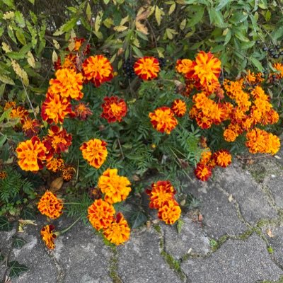 tikeroferres's profile picture. 