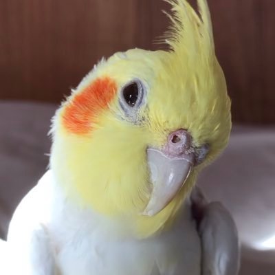 飼い始めて25年以上のオカメインコ一羽と暮らしている会社員です。ピーちゃん2023/01/07お空へ🪽。飼い主:就職氷河期世代。HSP。鳥、犬、蝶、ガーデニング、外食、洋楽が好き 。I❤Michael Jackson🇺🇸King of Pop👑 No DMs! 🚫禁止DM