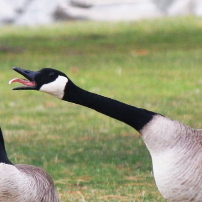 Genericktag's profile picture. Classic movie enthusiast, pulp fiction reader, racing and wrestling fan. Chanting, fire, and drives. Often seen crawling out of the woodwork.