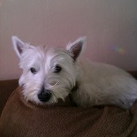 Mike Whitecotton (@whitecottonmike) 's Twitter Profile
