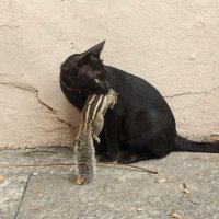 coffee (@coffeemug___) 's Twitter Profile