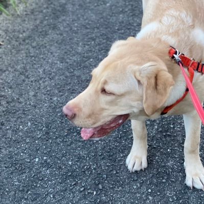 大型犬のラブラドールレトリバーを飼っています！性格 甘えん坊･暴れん坊 性別 男の子 子犬10ヶ月